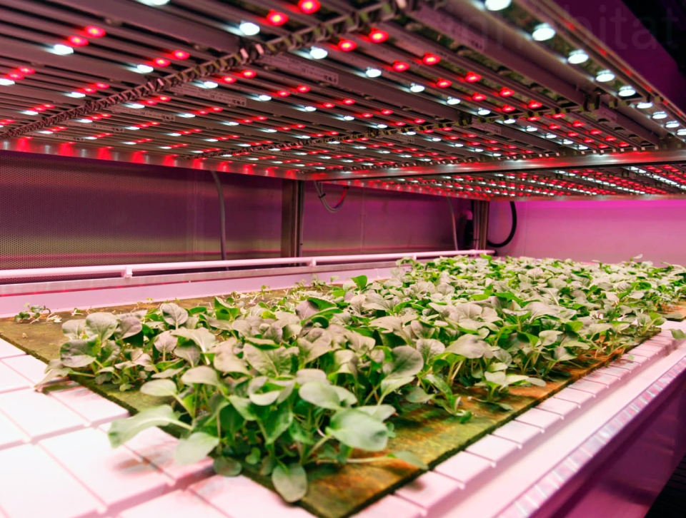 Smart Food & Geek Garden: Hugest European vertical farm to appear in the Netherlands  - 2